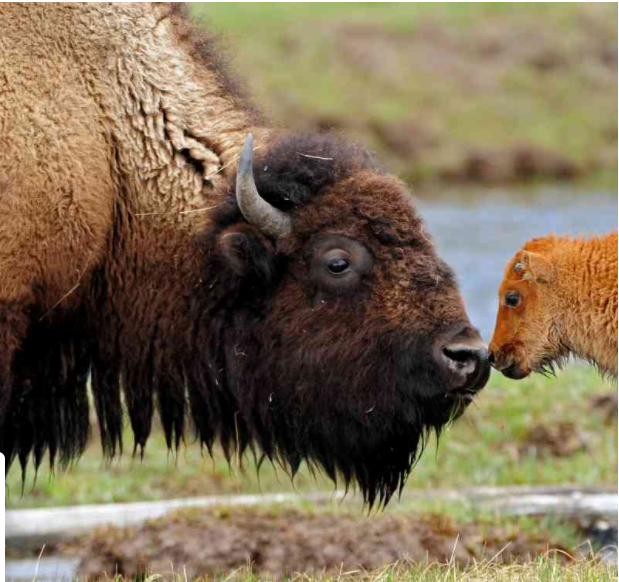 bison.PNG