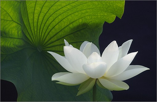 lotus-flower11-300x225 (26K)