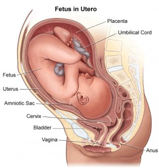womb 2 fetus.jpg